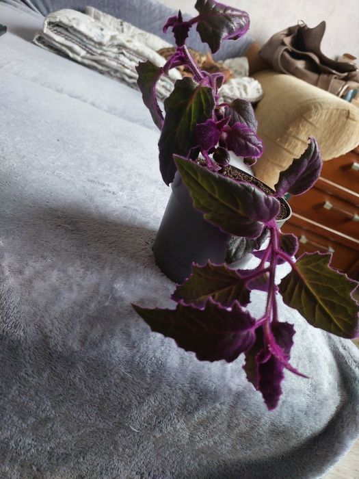 Комнатные растения.