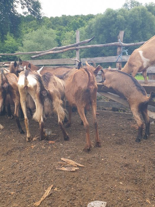 Vând capre de rasă sau schimb cu o iapă