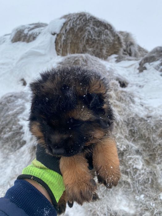 Немцкая овчарка