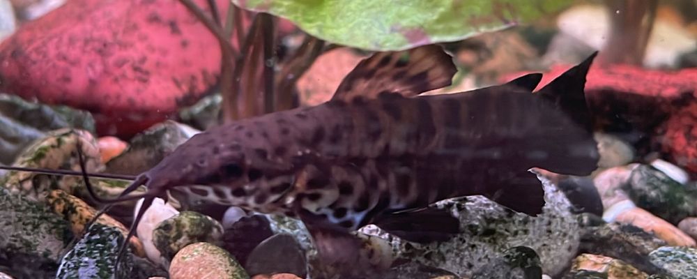 Продаются рыбки разные