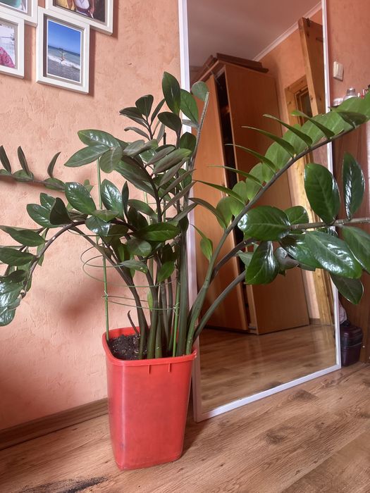 цветы долларовое дерево