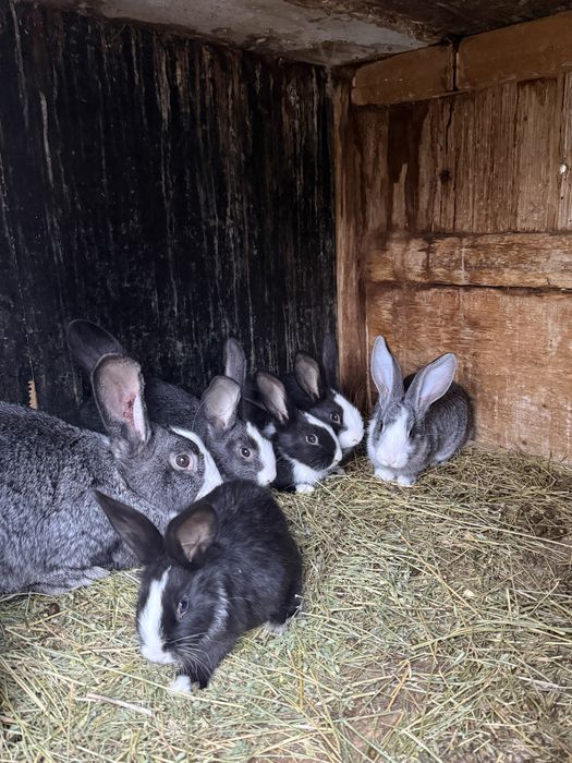 ‼️Iepuri de vanzare sau carcasa (BIO)‼️