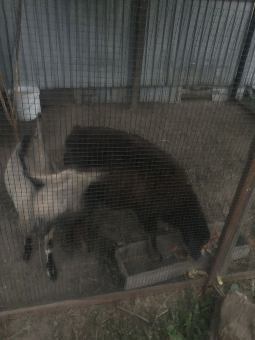 Қозы еркек қазақи