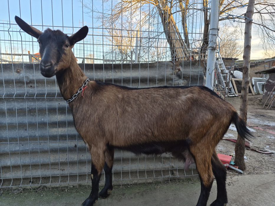 De vânzare  două capre si un tap