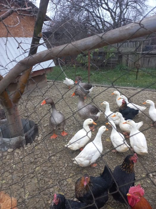 De vânzare, 2 găscani și 7 rățoi