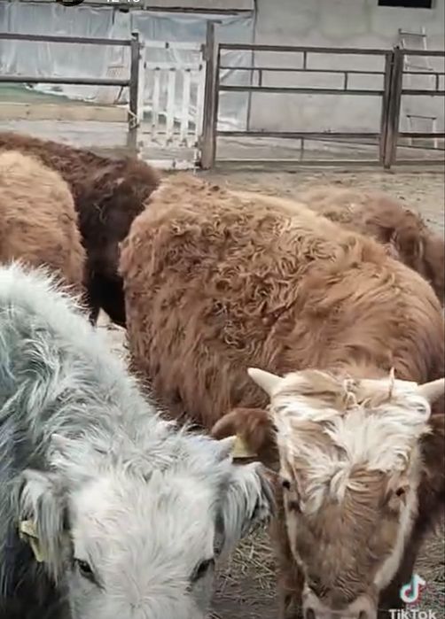 Бұқалар сатылады  Продаются быки