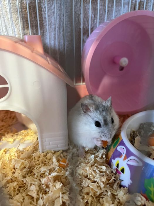 Vand Hamsteri piciti