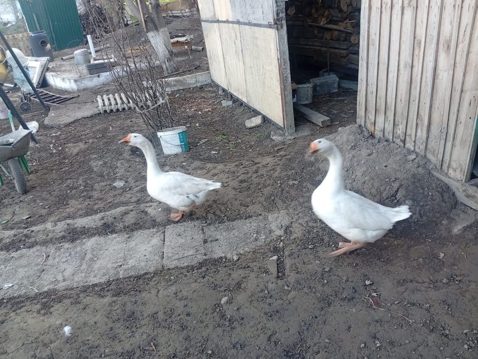 Продам гусей и утки