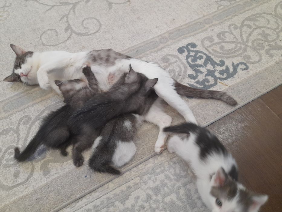 Продаётся  котята вислоухи