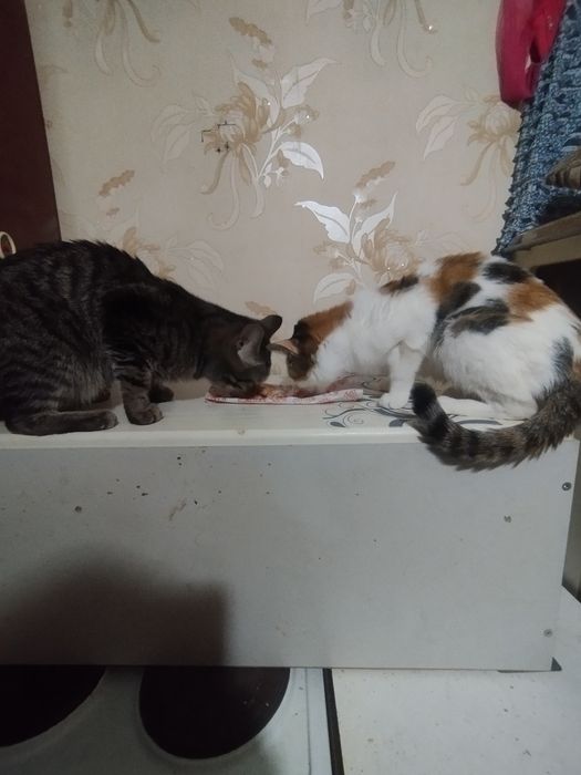 Отдаю в добрые  руки 2 кошек домашнии