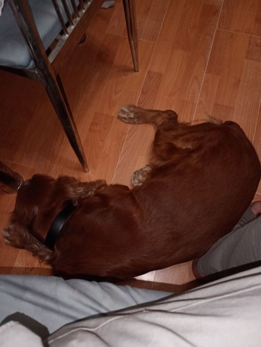 Русский спаниель ищет подругу