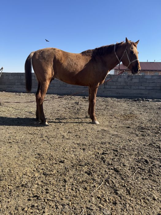 Тау кірең құнан жылқы сатылады