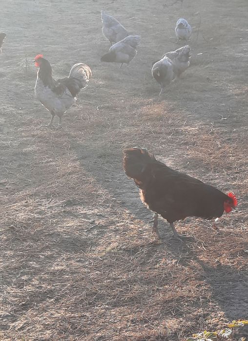 Austrolop  familie 5 +1