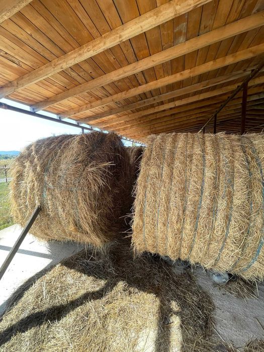 Vînd baloți de semănătură la 1.80 înălțime în jur de 500 600 kg