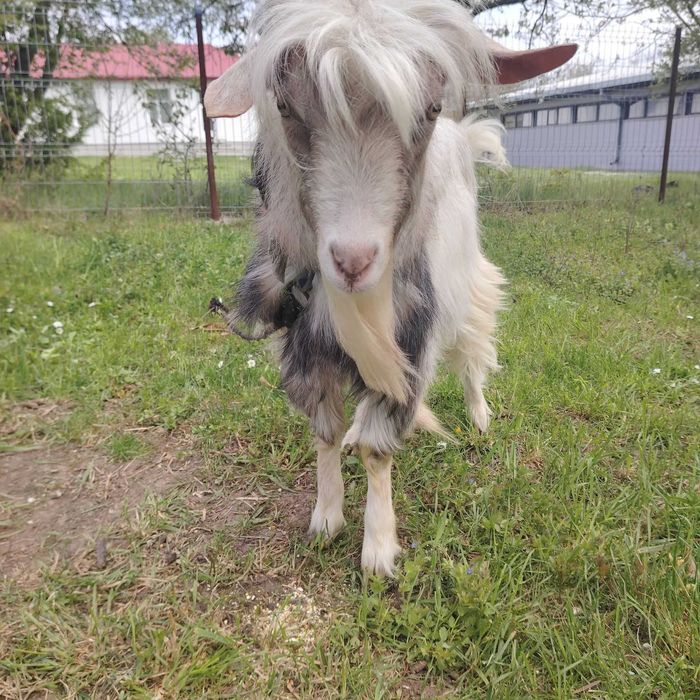 Animale de vanzare