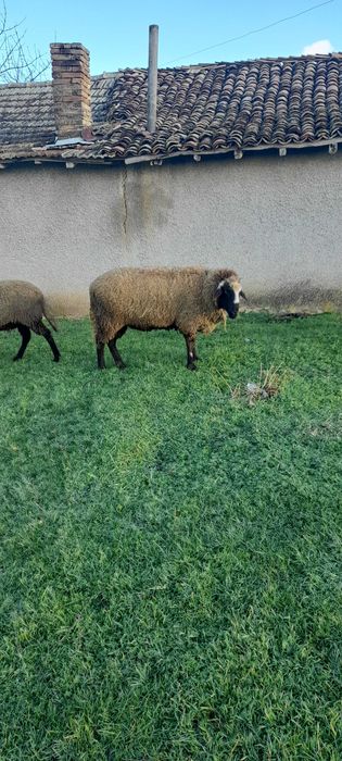 Кочове 4 броя на 1г и 2г.