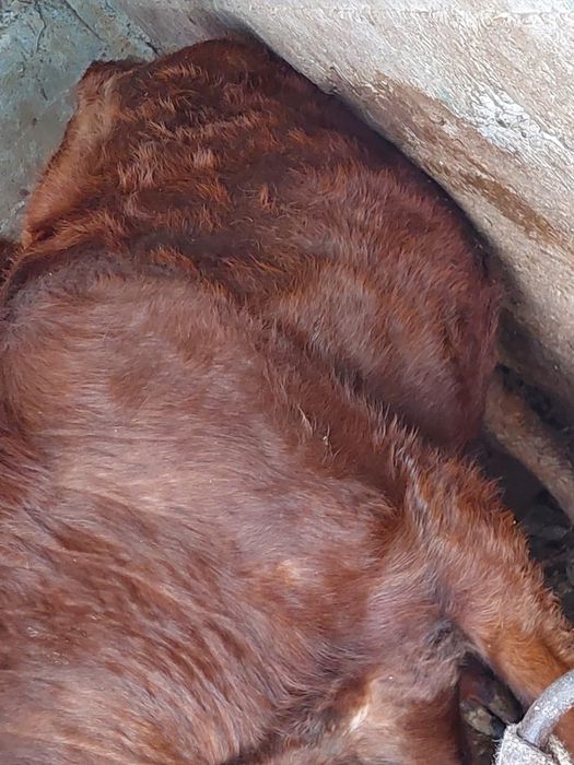 Құнажын сиыр бырынш тума