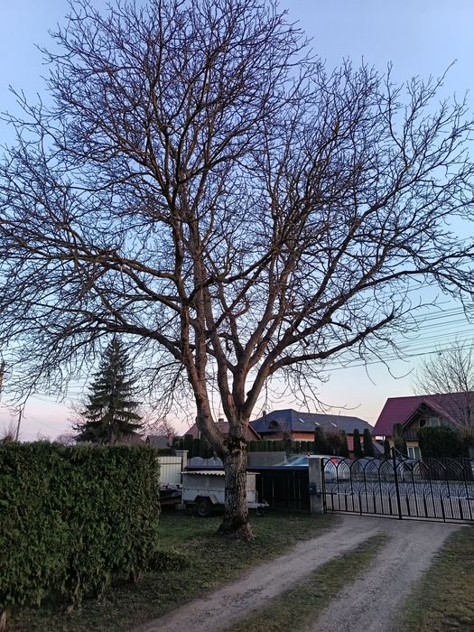 Vând nuc matur pe picior.