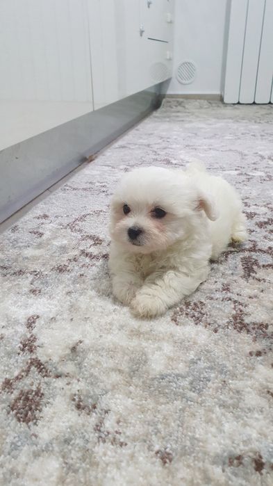 Bichon maltez talie mica