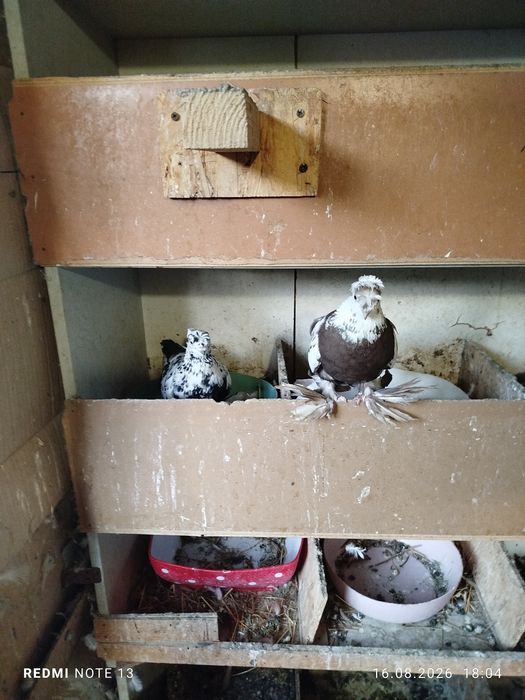 Продам голубеи разных
