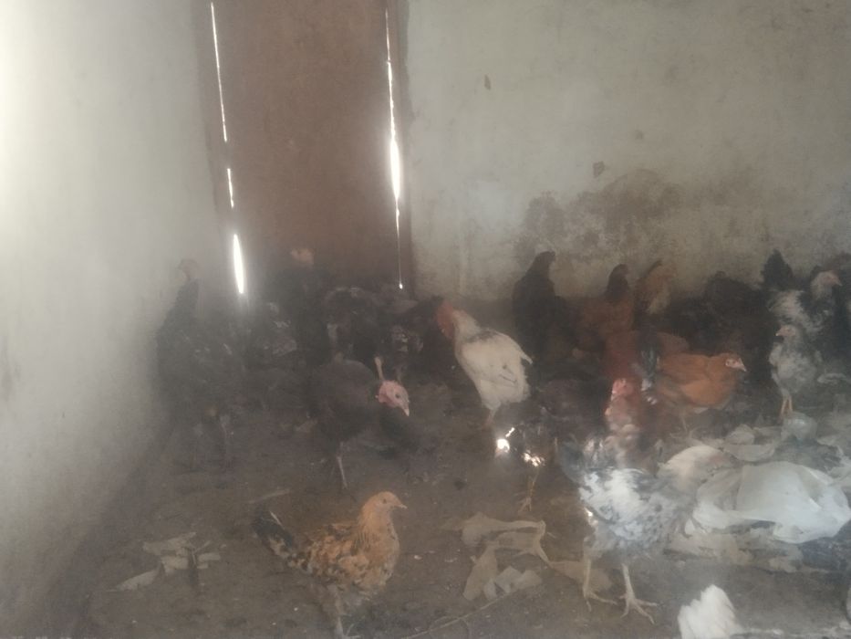 Продаю курей срочно