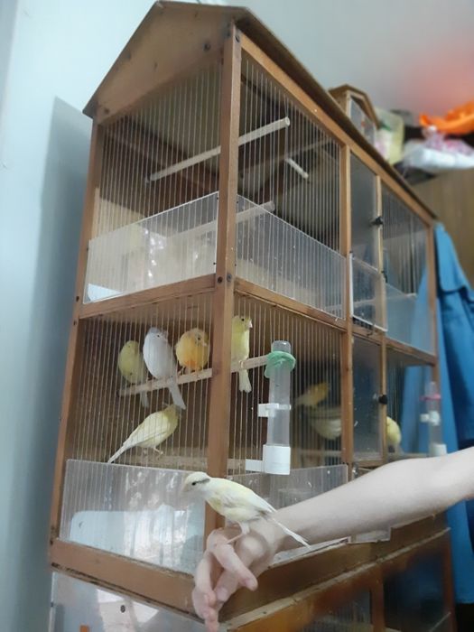 Канарейки ,домашние певчие птицы.