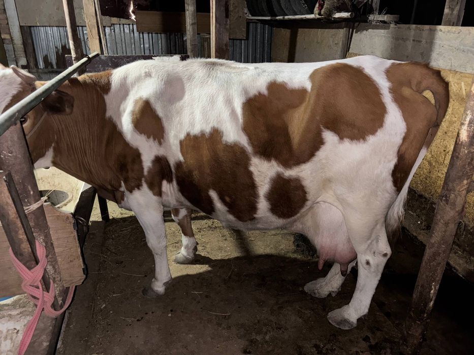 корова дойная семинтал