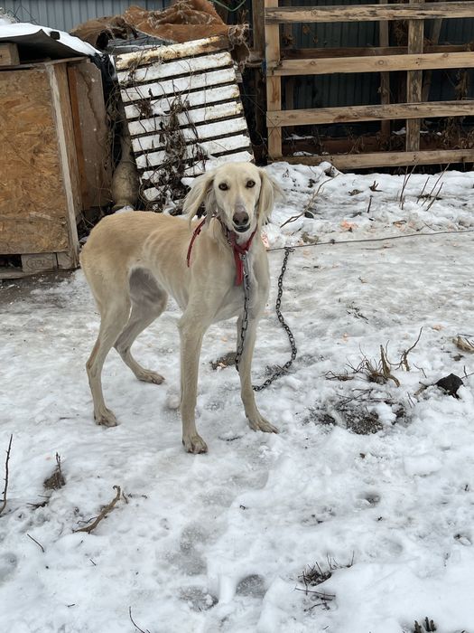 Тазы сатылады! Продается тазы