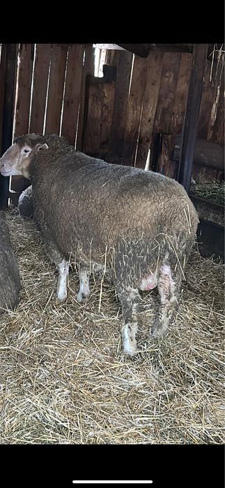 Berbec ile de france de 3 ani