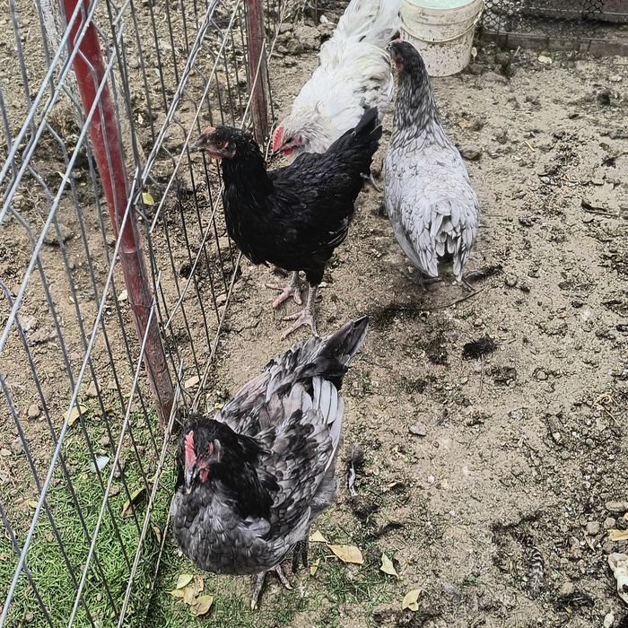 Pui de vânzare australop