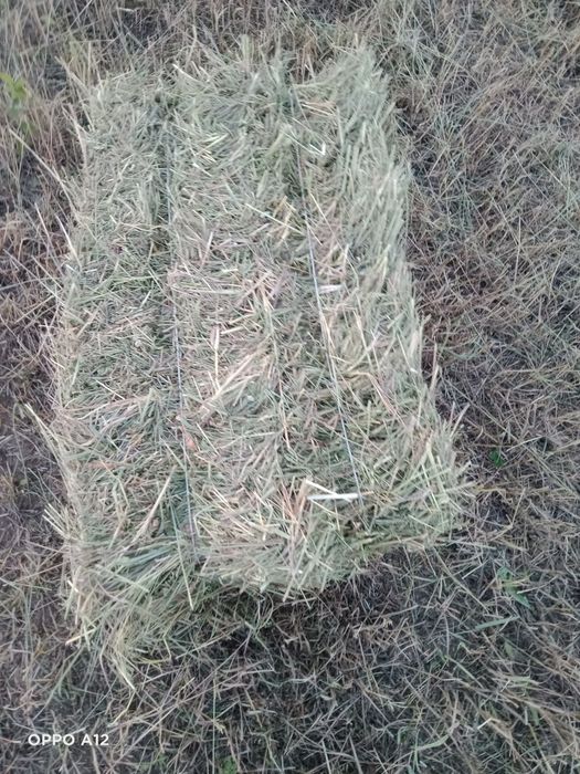 Сено разнотравье Талгар