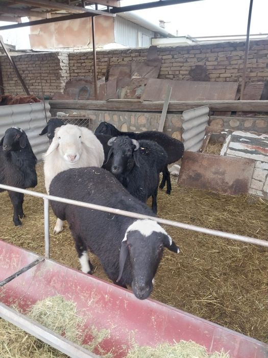 6 ta boqilgan qochqor sotiladi