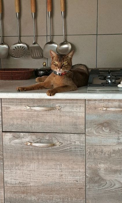 Кошечка. Обесинкая.