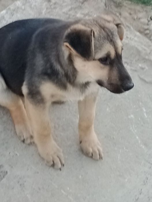 Щенки отдам бесплатно