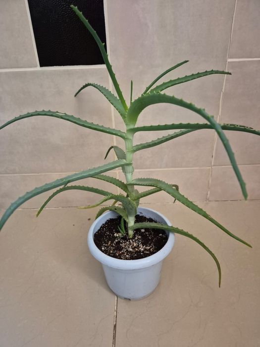 Цветы комнатные