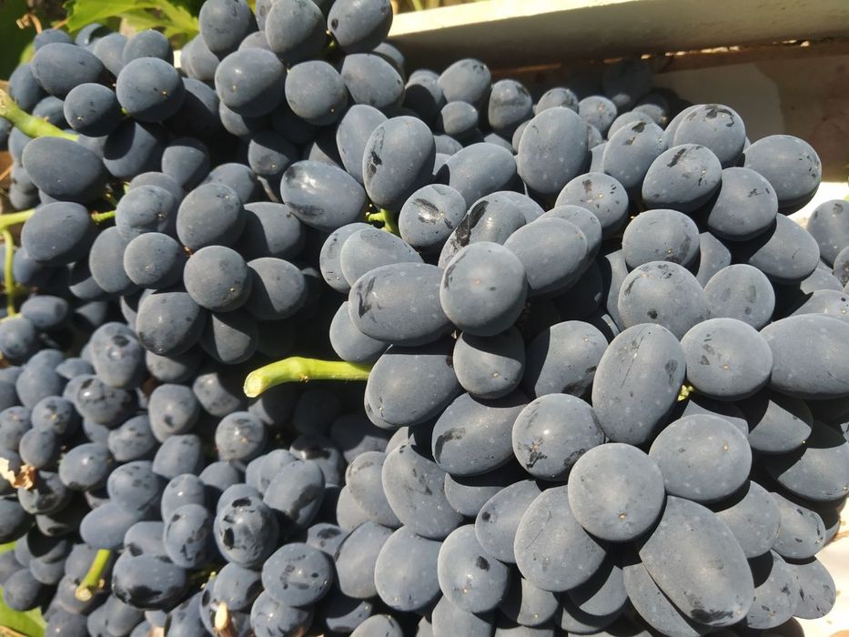 Gigant ( Сагдиана сугдиёна ) 1 va 2 yoshli  Uzum kuchatlari bor