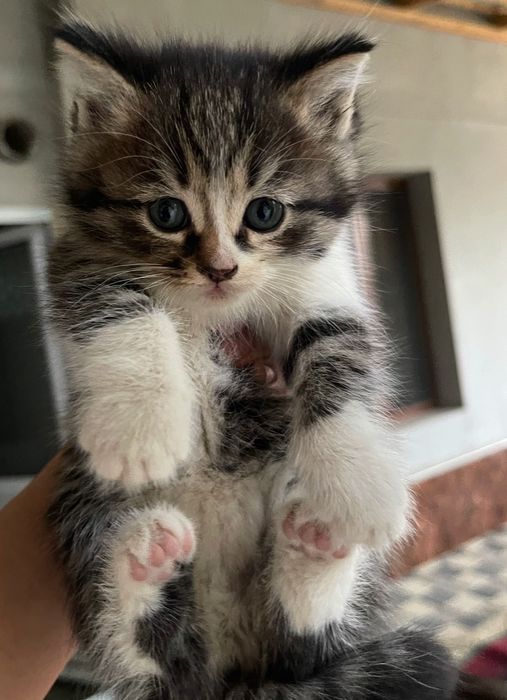 Котята-метисы от (Scottish Fold)