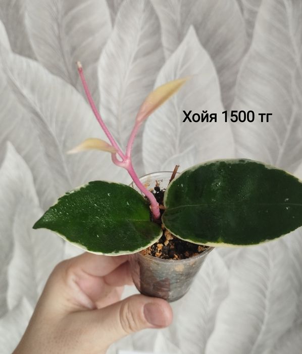 Монстера Тайское созвездие, БМФ, хойя, Алоказия