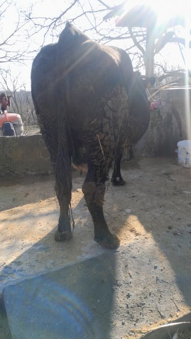 Vând o vaca grasa și bună