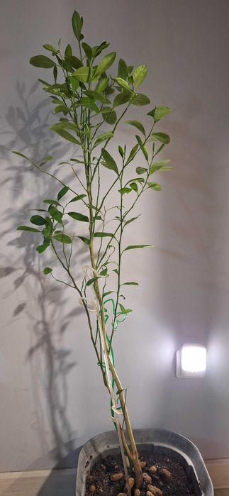 Продам растение - лимон