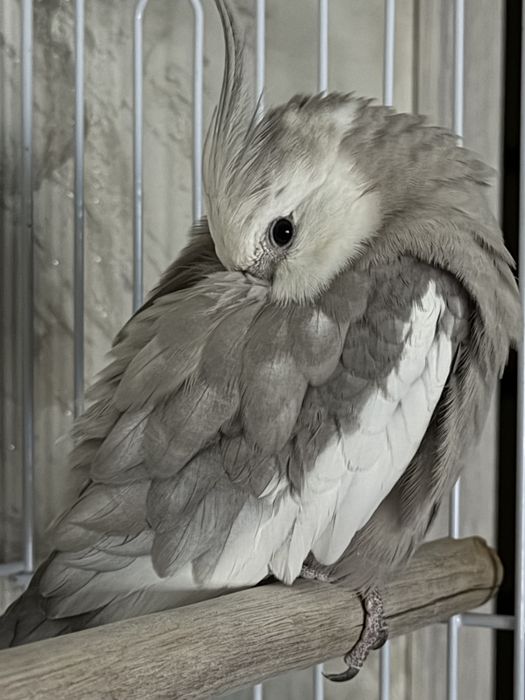 Продам папугая карела.самец.красиво пает