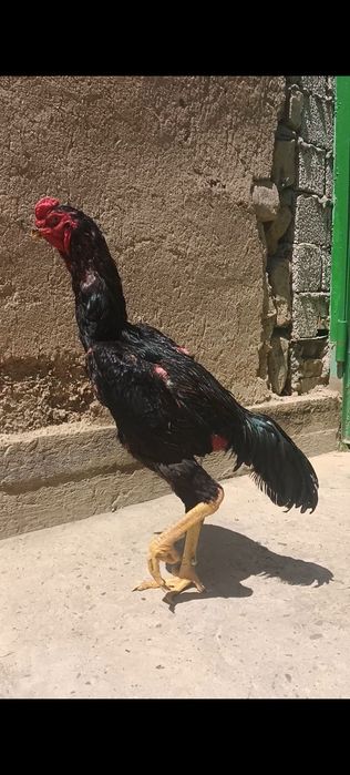 Дакан петух корпус