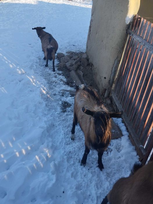Capre alpin  de vânzare