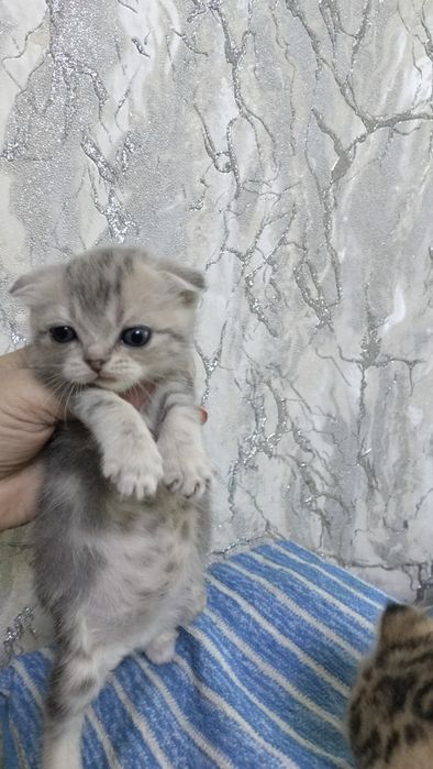 шотландские котята