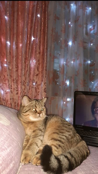 Вязка, кот скоттиш страйт