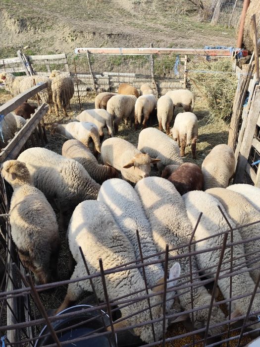 Vand oi cu miei mari