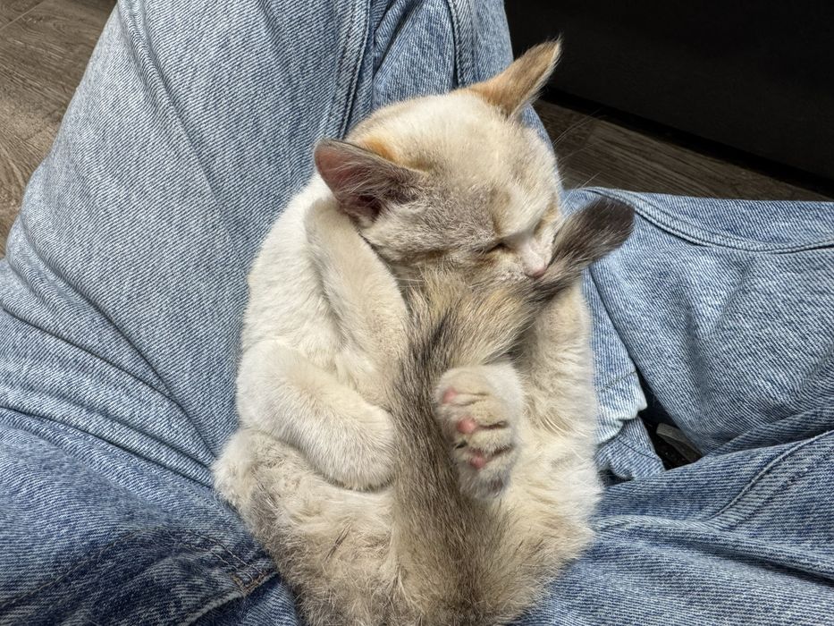 Котенок в добрые руки