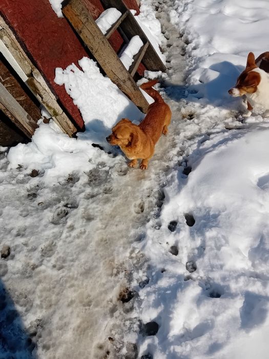 Donez catelusa talie mică. Vârstă aproape un an de culoare maro.