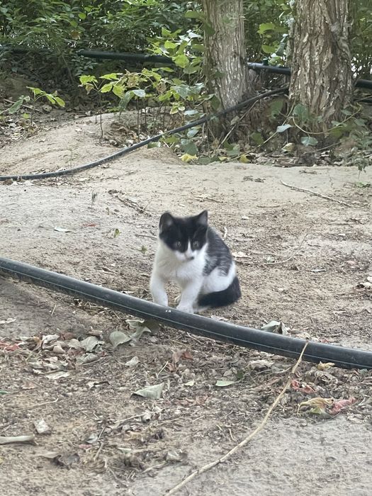 Отдам котенка в добрые руки, мальчик