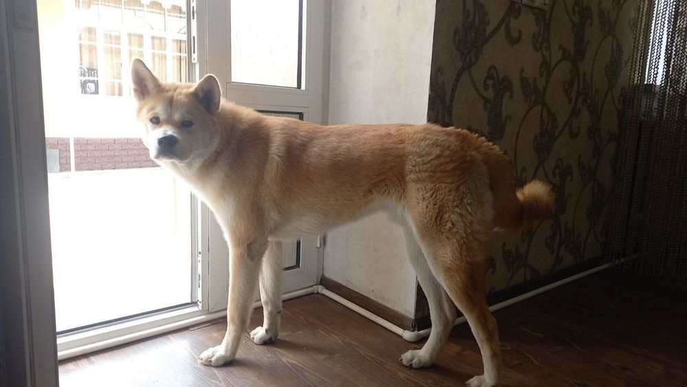 Акито уно. Хатико аклли ит